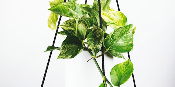 美国洛杉矶索菲体育场内部巨大而先进的座椅区